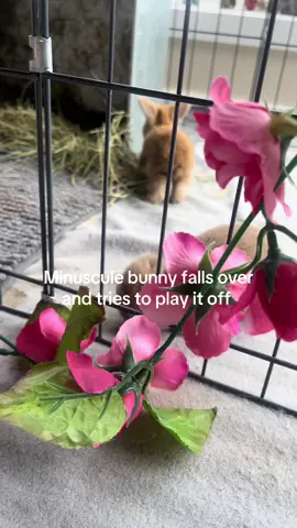 Did anyone see that 👀 #bunny #hollandlop #tinybunny #babybunny #fyp