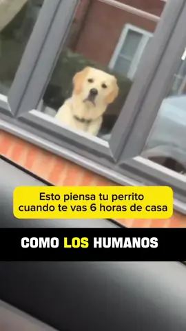 Los perros no miden el tiempo como los humanos. Cuando te vas de casa durante seis u ocho horas, tu perro no piensa. Mamá ha estado fuera siete horas y veintitrés minutos. Él vive el tiempo en otra realidad. No cuenta minutos ni horas. Mide tu ausencia a través del aire, a través del rastro invisible que dejas cuando te marchas. Tu olor se convierte en su reloj. Cuando te vas, tu aroma permanece fuerte, como una presencia que sigue viva aunque no te vea. Con el paso de las horas, esas moléculas se disipan. Y así comienza a sentir tu ausencia. Por eso, cuando regresas, la emoción es tan intensa. No es que haya contado las horas. Es que su mundo sensorial percibe cuánto de ti se ha desvanecido. Su cuerpo también tiene su propio reloj. Uno sin manecillas. Marcado por la luz, las sombras, los sonidos del día y los hábitos que comparten contigo. Los científicos lo han demostrado. Los perros saludan distinto después de dos horas que después de doce. Y cuanto más fuerte es el vínculo con su humano, más profunda es su reacción al reencuentro. Tu perro no sabe que han pasado exactamente seis horas. Siente algo más poderoso. El ritmo emocional de tu presencia que se despanece y regresa. Ahora dime tú, ¿qué hace tu perro cuando escucha tus llaves en la puerta?  #viral #parati #fip 
