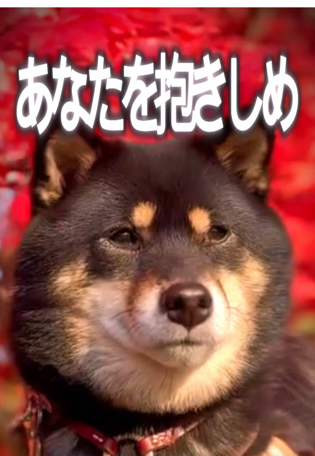 Shiba is thankful 4 Malice Mizer... SUGOI!!💜 #shibainu #vkei #柴犬 #fyp #fall 