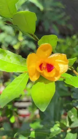 Có những sớm mai ghé qua đẹp đến lạ thường khiến ta muốn sống chậm lại.... Ánh nắng rớt xuống từng cánh hoa gió thì mơn man như đang kể một câu chuyện hiền lành Ta lại thấy bầu trời rộng hơn nắng ấm hơn giữa mùa đông se lạnh và những điều tưởng bình thường cũng hóa đẹp đến lạ,đôi khi chỉ cần đổi góc nhìn một chút lòng mình đã nhẹ đi nửa phần rồi Và bình yên thật ra rất gần chỉ cần để lòng mở cửa một chút thôi…!… #hoa #hoalan #stt #mưa #buontamtrang 