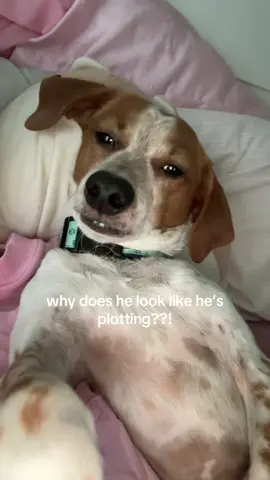 #dog #funny #weinerdog 