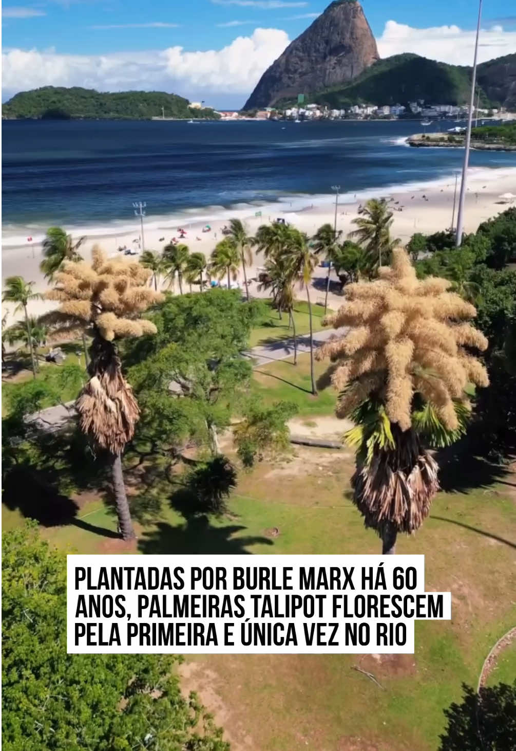 🥹 O influenciador Humberto Badine registrou um momento raro e impressionante no Parque do Flamengo, no #RiodeJaneiro. Em vídeo compartilhado nas redes sociais, é possível ver a floração da palmeira #Talipot, nativa do sul da Índia e do Sri Lanka e que foi plantada no Jardim Botânico na década de 1960 pelo paisagista Roberto Burle Marx.  Ela floresceu pela primeira - e última - vez nesta semana. A Talipot demora de 40 a 70 anos para florescer, isso significa que o ciclo de vida da planta está próximo do fim. A palmeira, que vem chamando atenção por quem passa próximo ao local, emocionou Humberto: 