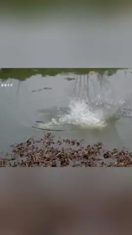 go fishhing #foryoupage #fyp #fypシ #fishing 