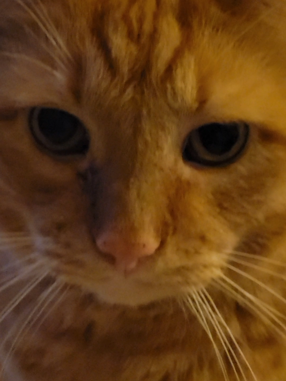 I put Butter Bean in the new ball pit, and he was confused. #cats #catsoftiktok #tiktokcats #orangecat #gingercat 