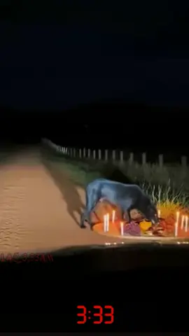 Este video se está siendo muy viral. Desde Brasil va circulando estas imágenes. Donde un supuesto perro va comiendo las ofrendas en un nicho. Lo curioso el comportamiento agresivo del camino. Pero entre la División de los internautas dicen que es real otros /la. Que opinan sobre este video?  .  .  .  .  .  .  .  .  .  .  .  .  .  .  .  .  .  .  .  .  .  .  #dog  #perros  #perturbador  #reels  #sucesos 