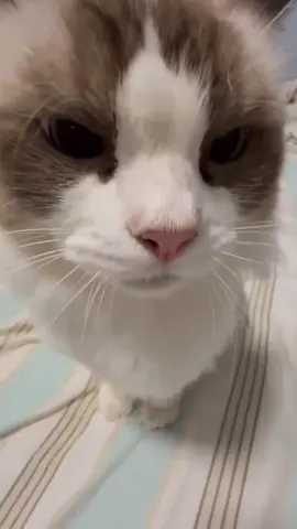 Esses gatinhos são imparáveis, mas ainda assim é só diversão ver eles aprontando o tempo todo 🤭😅 #cat #catsoftiktok #funny #pet #creatorsearchinsights 