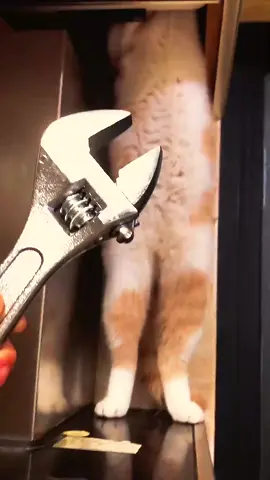 Work from home buddy #catsoftiktok #cat #fyp #catlover 