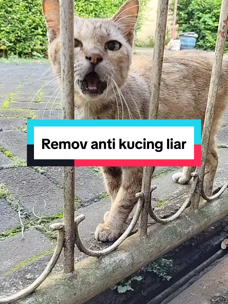 Cairan pengusir kucing remov anti kucing liar efektif mengusir kucing tanpa menyakiti dari bahan alami sehingga aman buat kucing #cairanpengusirkucing #pengusirkucingliar #removantikucingliar #remov 