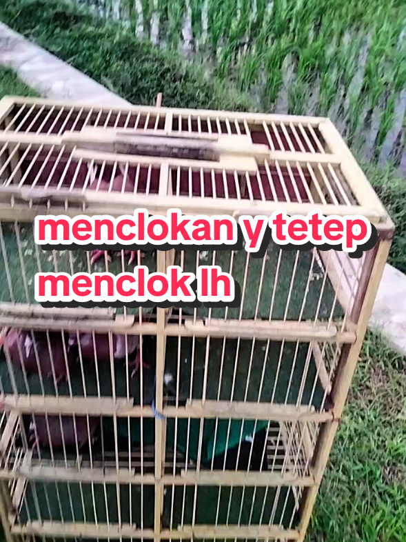 dara menclokan di burna adoh kurungan ya tetep menclok lurrr,kaya kue be jere pelawate sing salah,darane pd di penclok penclokna🙂‍↕️#hobimerpati🕊️🕊️ #merpatikolong #fyppppppppppppppppppppppp 
