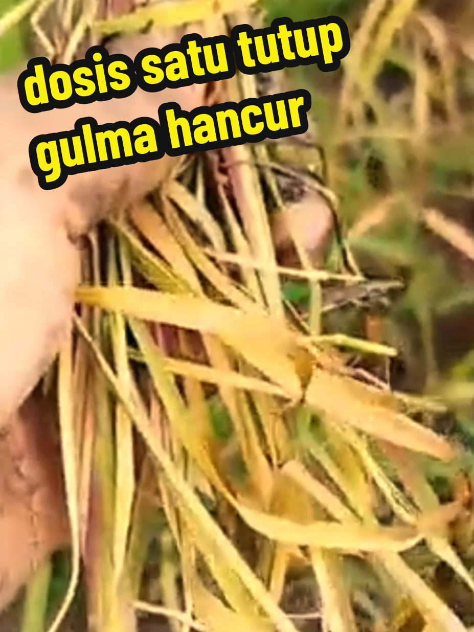 herbisida selektip pembasmi gulma#ecenggondok #lulangan #teki #lantana #pakis 