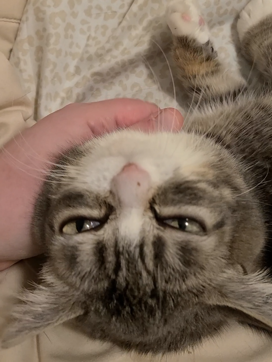 We are washing bed sheets today and getting cuddles