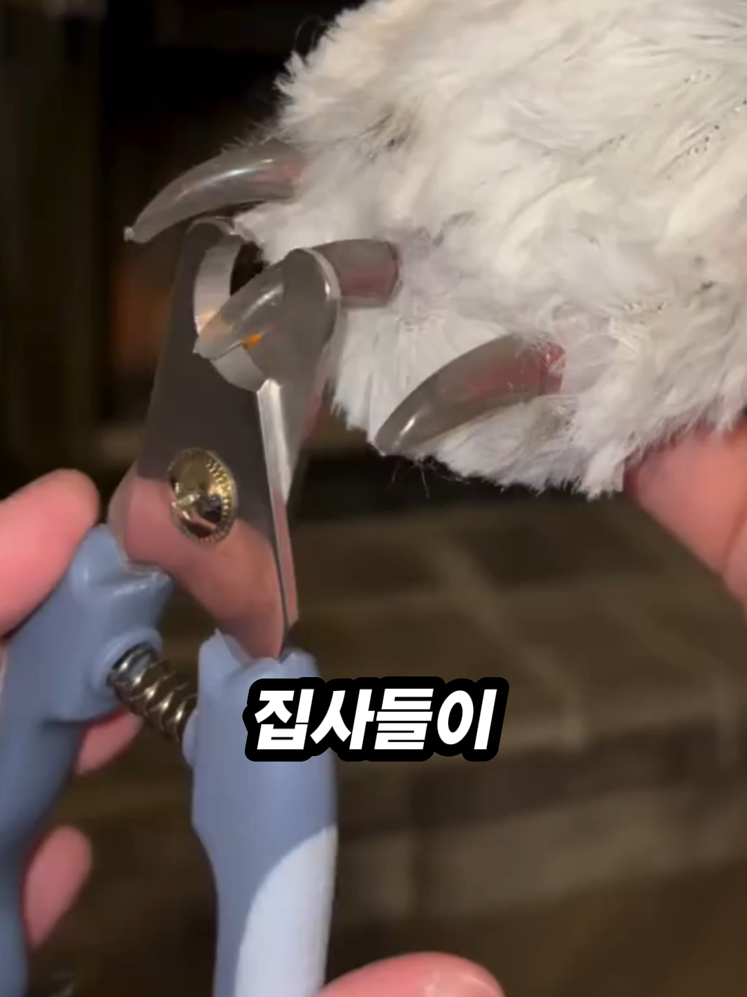 발톱 깎다가 피바다 본 적 있는 집사님들 주목😱   📌 영상 속 '이 제품'은 프로필 링크를 확인해주세요! 📲  @infostriker83 발톱 속에 숨은 혈관 '퀵', 잘못 건드리면 우리 댕냥이들 평생 트라우마 생겨서 발톱깎이만 봐도 도망가잖아요😭 이 LED 발톱깎이만 있으면 똥손 집사도 수의사 빙의 가능합니다✨   ✅ 선명한 LED로 혈관 위치 바로 확인!  ✅ 혈관 피해 확실한 안전거리 확보  ✅ 불빛만 보고 톡톡 자르면 끝 (단, 검은 발톱은 안 보일 수 있어요🥲)   이제 집에서도 손 떨지 말고 안전하고 편안하게 관리해주세요🐶🐱   📌 영상 속 '이 제품'은 프로필 링크를 확인해주세요! 📲  @infostriker  #강아지발톱깎기 #고양이발톱깎기 #반려동물용품 #댕냥이 #집사꿀템 #틱톡꿀템 #틱톡보고삼 #추천 #fyp #반려동물미용 #셀프미용