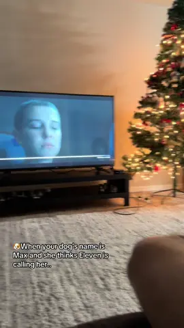 #strangerthings #cutedog #bordercolliemax(maxine)