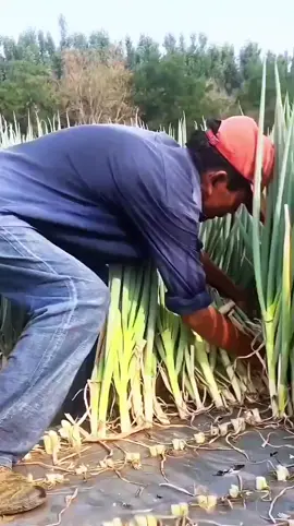 #Dove #fyp #reel #europe #viral 