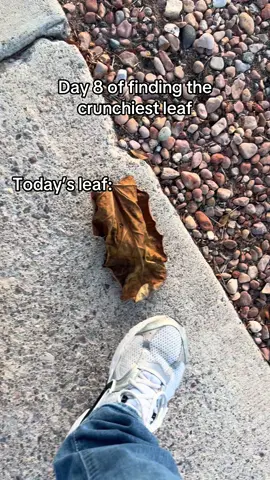Another good find for today’s leaf || follow for tomorrows leaf crunch || #fyp #leafcrunch #day8 #viral 