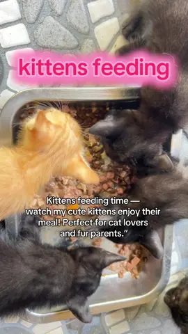 #kittensfeeding  #kittenfood  #catparents  #catsoftiktok 
