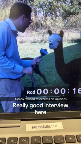 Live TV, animal edition🤣🤣#newsfall #animalsofttiktok #livetv #funnyanimals #fyp 