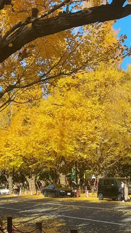 mùa thu ở Japan 🤩🤩🇯🇵#xuhuong #xuhuongtiktok 