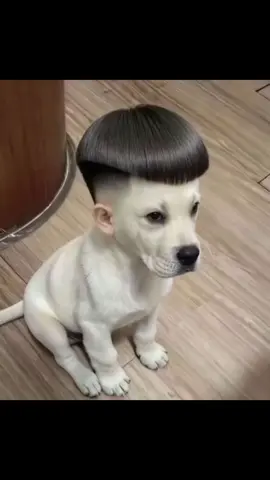 #จ่ายแพงไปทำไม #ทาสแมวของแทร่ #Viralcattiktoks #แมวที่เล่นกีต้าร์ได้นิดหน่อย #คลิปนี้ต้องฟีด  