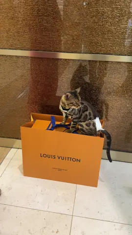shopping for Baki #bengalcat #leopardcat #californiabengals #catpov #fyppp 
