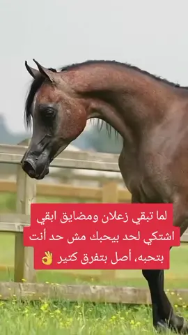 #في هذا اليوم 