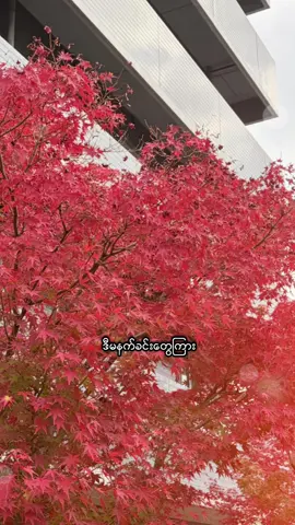 #CapCut #ဒီမနက်ခင်းတွေကြားသက်ပျင်းတွေချ ပြန်မှတွေ့ပါ့မလား #poneyape #အချစ်ပင် #fypppppppppppppp 