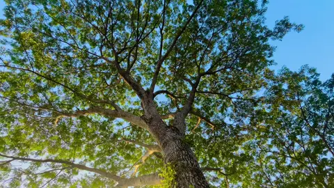 সকালের প্রকৃতি আমাদের মন কে প্রফুল্ল করে তুলে 😌🥰 #vairal #fyp #foryou #foryoupage #natural 