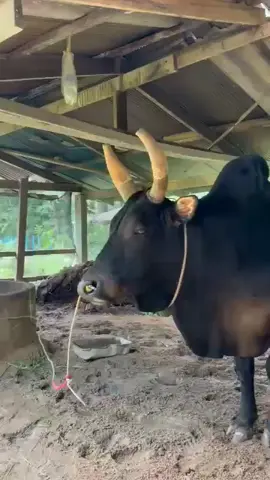 มีวันแห่งชัยและมีวันที่แพ้พ่าย😥#โคโหนดคู่บารมีตาผล 