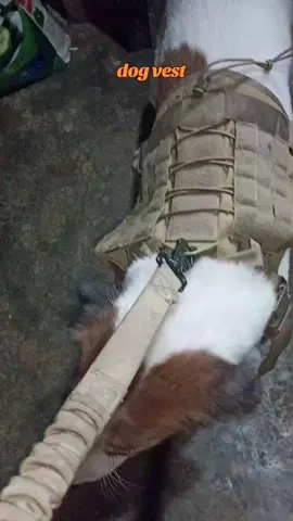 vest for dogs dog harness, leash and collar  #dogvest #dogharness #dogleash #foryoupage #fyp 