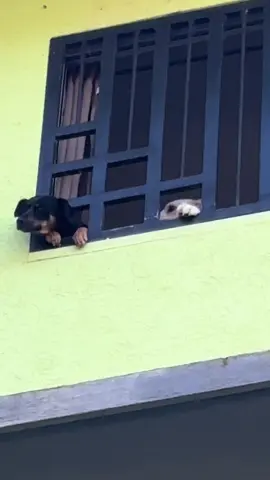 Pa q quiero hijos si con ellos tengo 🫩 #dogmom #fyp #dogmomlife #humor 