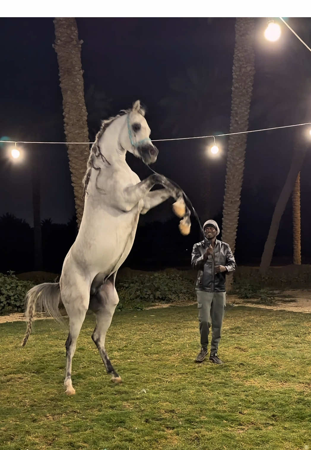 ⁨	⁨	Our Great Stallion  RASHEED AL BAHYA 🌪️ Sire: SHANGHAI EA 🥇🥇🥇 Dam: AJ REEDA Owned By Al-Muqbiliya Stud 🎗️   الفحل: رشيد الباهية الأب: الاسطورة الحية شنغهاي إي أيه الأم: ع ج ريده ابنة الفحل العالمي ع ج بورتوفينو مملوك بكل فخر لمربط المقبلية 🎗️  #مربط_المقبلية⁩⁩  #شنقهاي_اي_ايه 