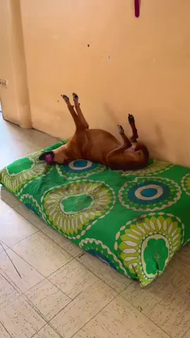 Bà pá#LIVEFest2025 #dog #cutedogs #loveanimals #pet 