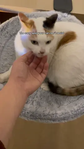 It’s the best gift I could ever get for my babies #ButtonwoodNest #cat #chunkycat #catbed #TikTokShopblackfriday 