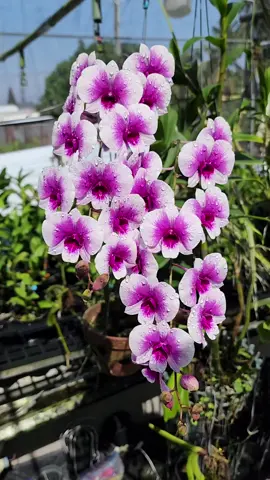 Thưỡng hoa sớm mai. p/s: Cây chưa giao lưu