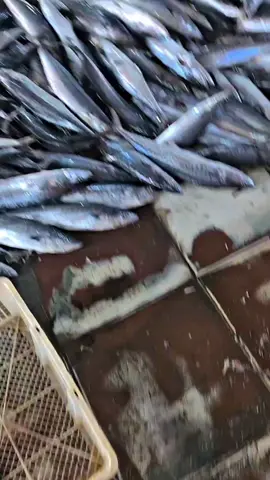 cari ikan yg pasti fresh? putra fish jawabannya. harga masuk kualitas top😎 order now shopee : Putra fish mart tokped : Putra fish