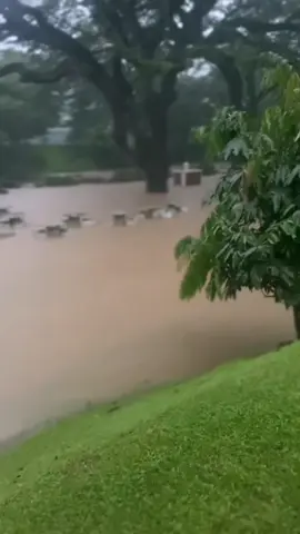 වැවක් කියලද හිතුවේ..... නෑ යකෝ පේරාදෙණිය uni එක අද උදේ.....🥲🥲 දවස් 04ක් තිස්සේ නොනවතින වැස්ස 🌧️🥺 #weather #srilanka #peradeniya #flood #rain #badweather #foryoupage #brakingnews 