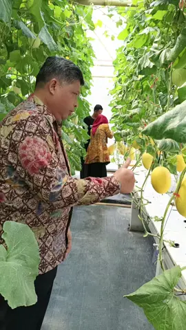 panen melon....petik sendiri gratis dari om zein#omzeinbupatiaing #omzeinbupatipurwakarta #omzein 