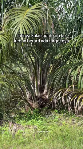 #fyp #sawit #sawitontiktok #sawitriau #sawitkalimantan 