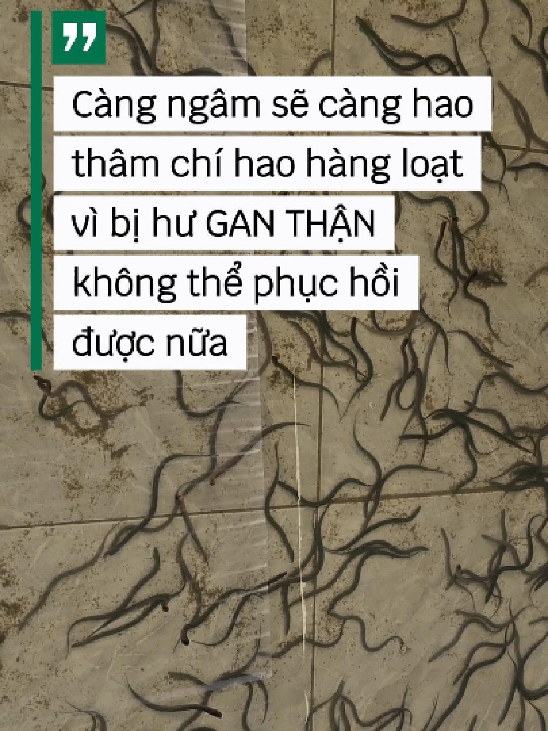 Khi lươn đang trong giai đoạn kiệt sức sau 7 ngày cắt ăn hoặc lâu hơn, thì tuyệt đối không được ngâm khách sinh được nữa. Việc này không những không hiệu quả vì lươn đang không ăn (kháng sinh cần được trộn vào thức ăn để hấp thụ qua đường ruột), mà còn gây sốc hóa chất và làm tăng mức độ stress cực độ cho lươn đang yếu.  Ngâm kháng sinh chỉ khiến lươn tuột nhớt, suy kiệt và chết hàng loạt. Ở giai đoạn này, mục tiêu duy nhất là Hồi sức cấp tốc: chỉ tập trung bổ sung Vitamin C, chất điện giải và thảo dược (bổ gan) để giải độc và bù khoáng, tạo nền tảng cho sự phục hồi và ăn lại. Sau đó chúng ta mới tiếp tục điều trị, sẽ hiệu quả hơn. #nuoiluon #nuoiluonkhongbun #xuhuong
