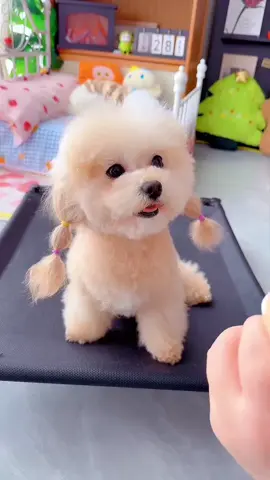 #cunyeu #fyp #dog #poodle #bunquystoc 