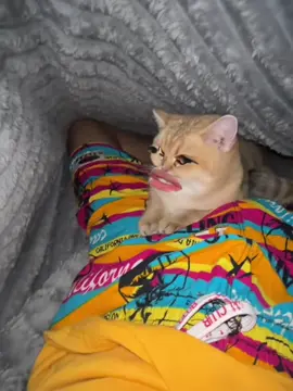 ឆ្មាំរោគចិត្ត#fyp #cubekhmer 