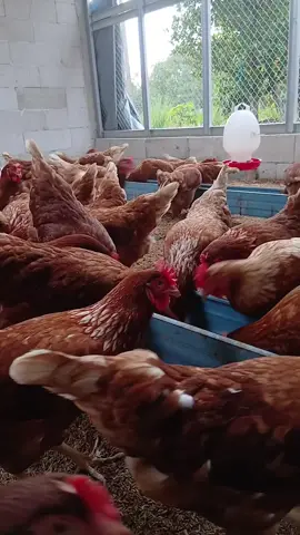 Ready ayam petelur usia 21 minggu harga 55/ekor  #ayampetelur #masukberandafyp #peternakayampetelur #ayampetelurindonesia #fypage 