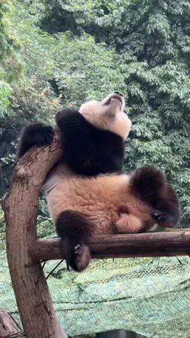 Xán xà lẹo #pandafamily #XiaoWu 