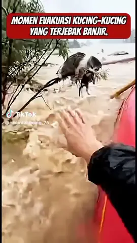 #prayforsumbar  #pecintakucing  #prayforkucing 