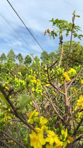 Không khí Tết xắp cận kề #tet2026 #tetlatet #2026