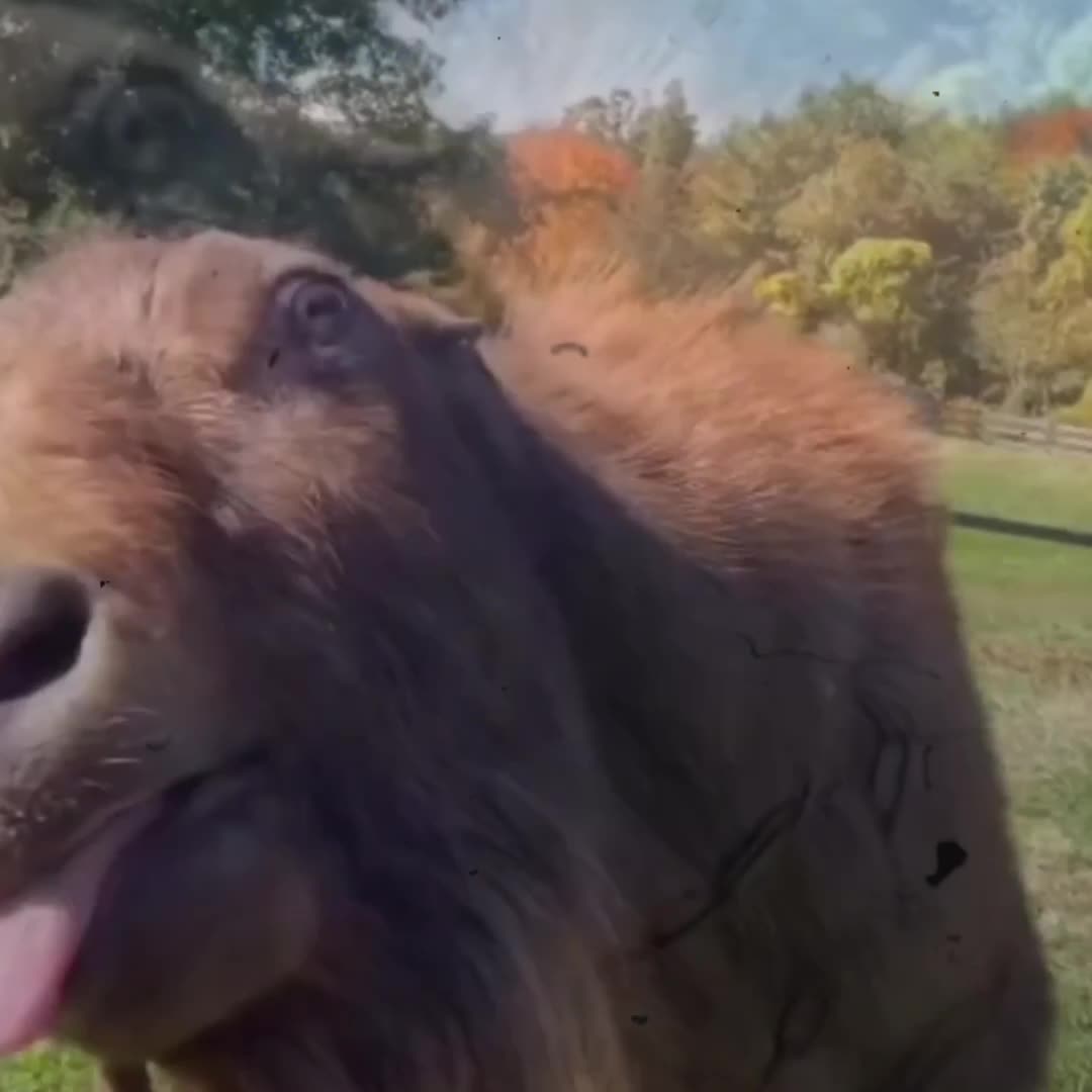 K8 VIP ល្អផ្ដាច់មុខ នៅកម្ពុជា