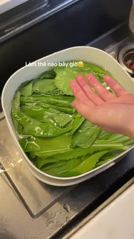 Để chai ngâm lâu quá con Scoby to như này luôn mà bỏ đi phí quá🙉🙉 #fuwa3e #scoby #viral #trending 