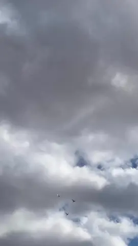 🤍🕊️ . . #دين #اسلام #ترند #اكسبلور #فيديو                       