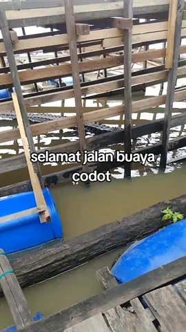 salah satu ikon wisata danau napangga yaitu buaya codot mati hari ini tanggal 28 November 2025, terima kasih telah menjadi salah satu ikon wisata danau napangga tanjung medan, selamat jalan buaya codot #buaya #wisata #danaunapangga #tanjungmedan 
