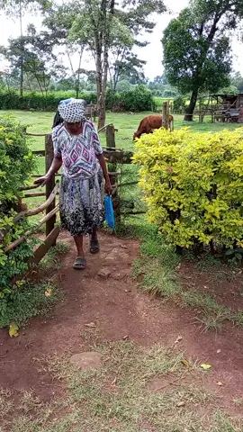 watch till the end#whattowatch #creatorsearchinsights #bomettiktokers #eldorettiktokers @JAMENI 🇺🇸 @cherus junior @poo Ngetunyo 